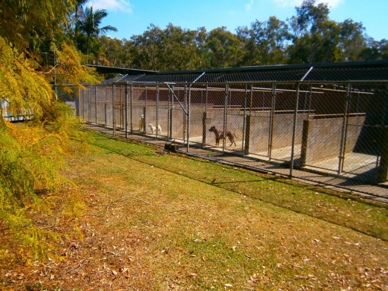 Home Chandler Boarding Kennels